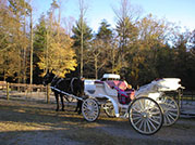 carriage ride