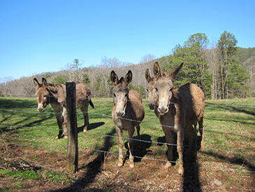 donkeys