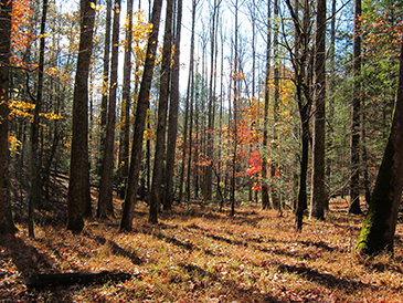 fall forest