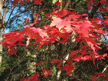 fall leaves red