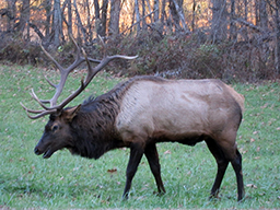 elk bull