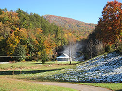 pastoral scene