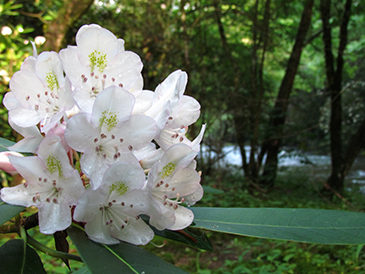 mountain laurel