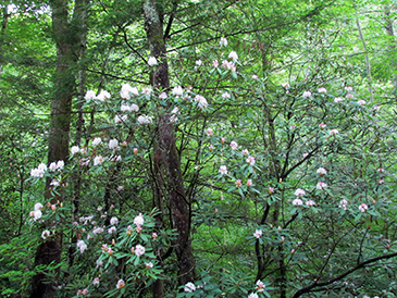 mountain laurel