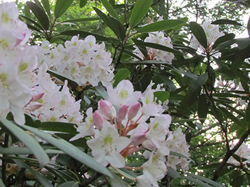 spring
